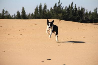 弹幕射击《暴走枪姬》5月5日发售 子弹乱飞的2D艺术